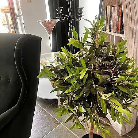 Olea 4*
